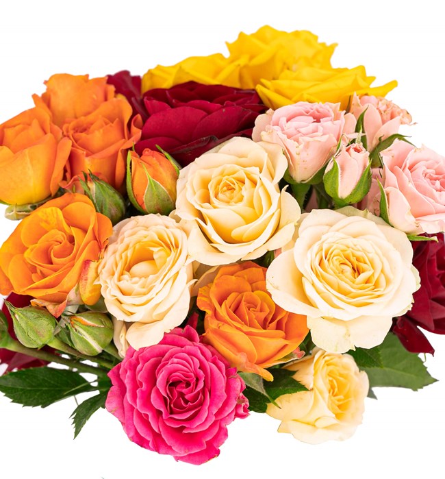 Mini Helen Serisi Mix Mini Gül Tasarım - Turkuaz Mavisi