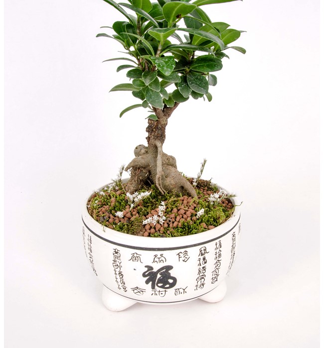 Bonsai 