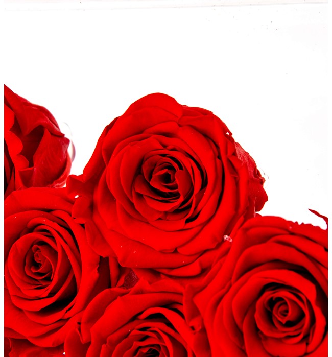 Solmayan Güller Kalp Form