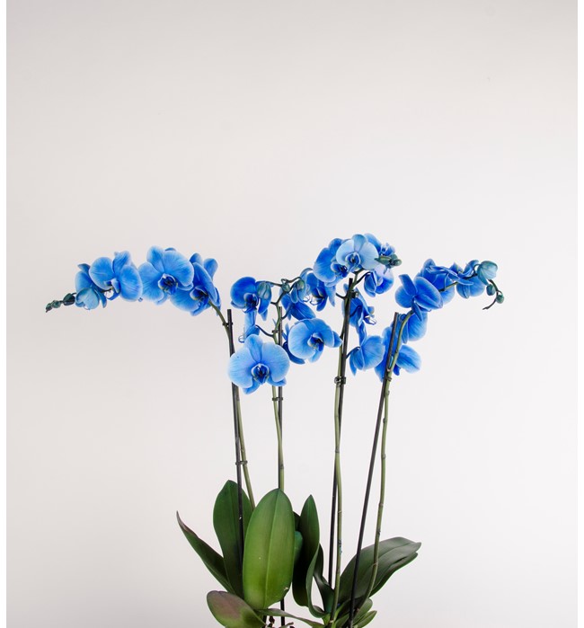  Orkide MAVİ