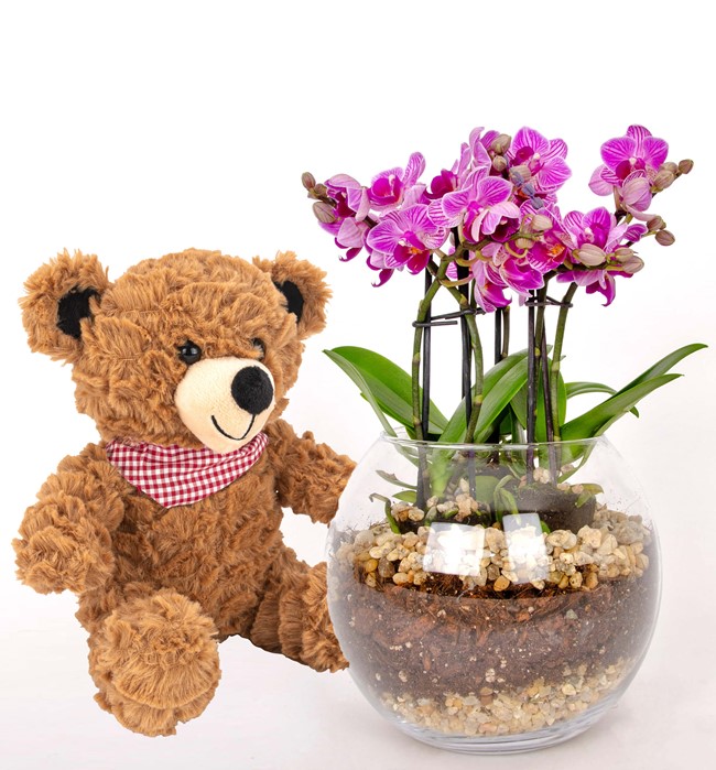 Ayıcıklı 6 Dallı Pembe Orkide Tasarım