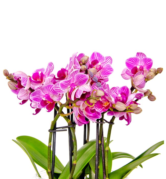 Ayıcıklı 6 Dallı Pembe Orkide Tasarım