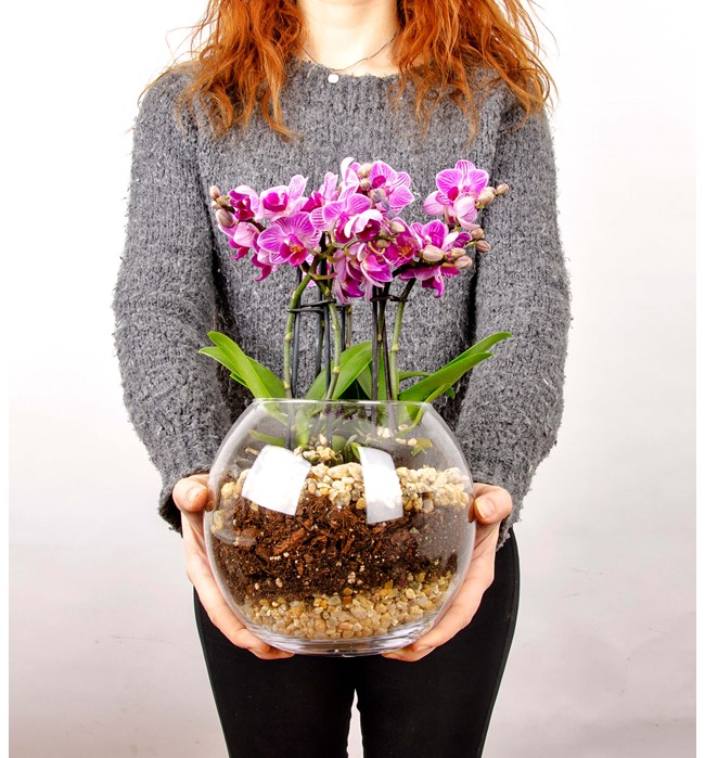 Ayıcıklı 6 Dallı Pembe Orkide Tasarım