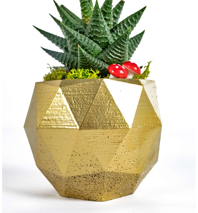 Geometrik Saksıda Zebra Haworthia Tasarım - Gold