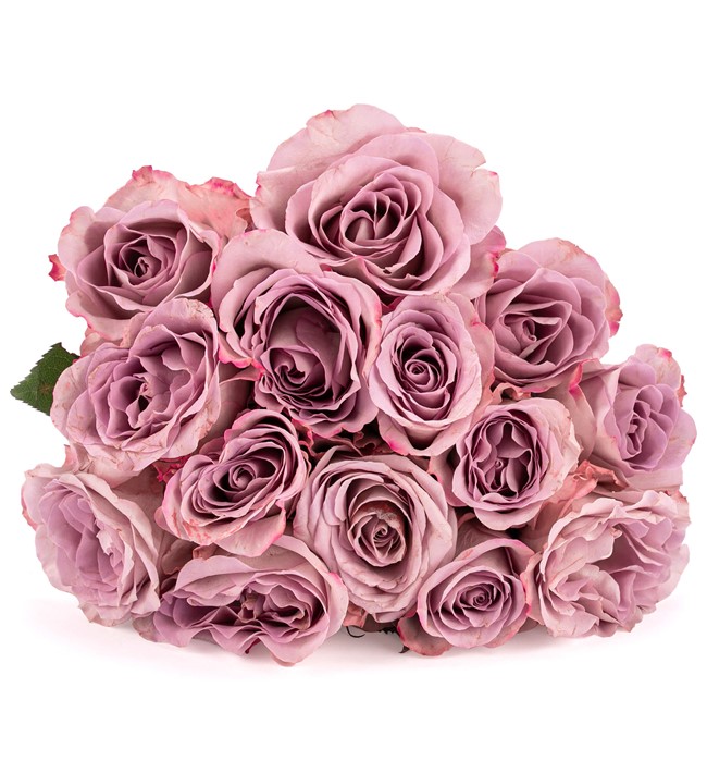 Kadınlar Günü Özel - We Can Do It 15 li Lila Gül Tasarım