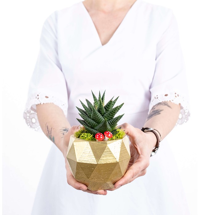 Geometrik Saksıda Zebra Haworthia Tasarım - Gold
