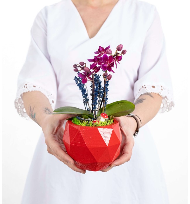 Geometrik Saksıda Mini Orkide Tasarım - Red