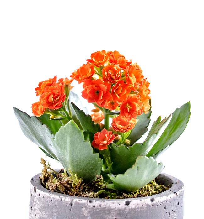  Kalanchoe Tasarım