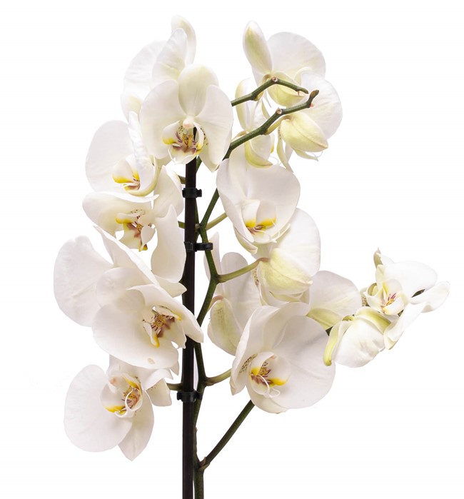  Tek Dal Beyaz Orkide