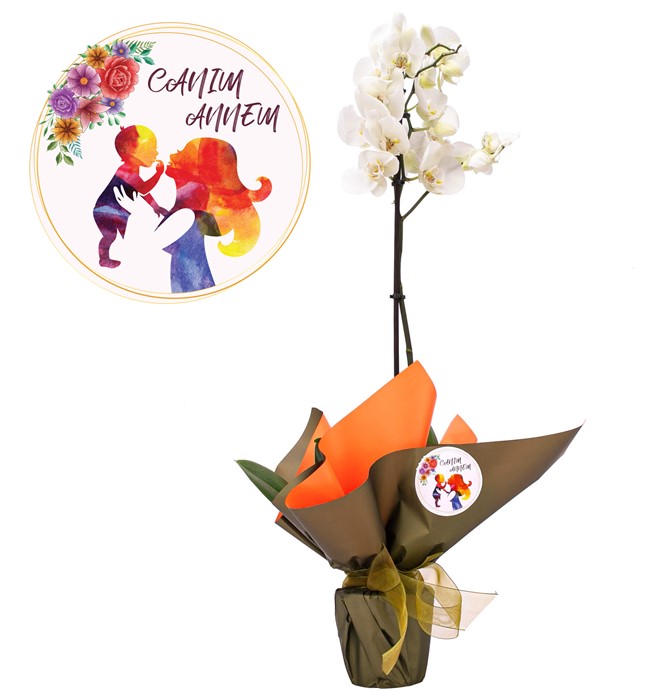  Tek Dal Beyaz Orkide