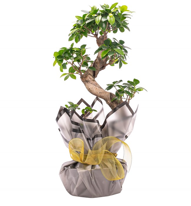 Bonsai Tasarım