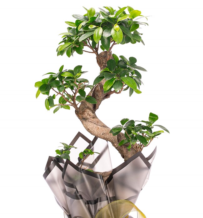 Bonsai Tasarım