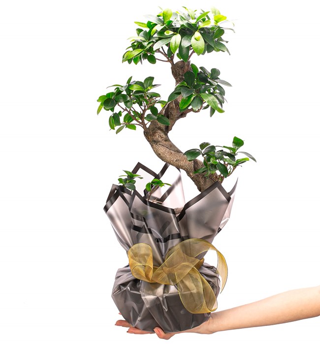 Bonsai Tasarım