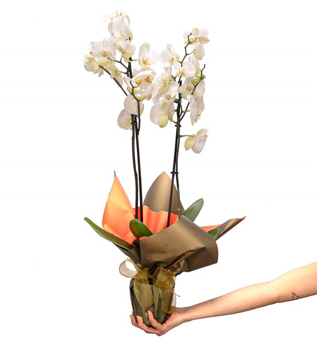 Çift Dal Beyaz Orkide
