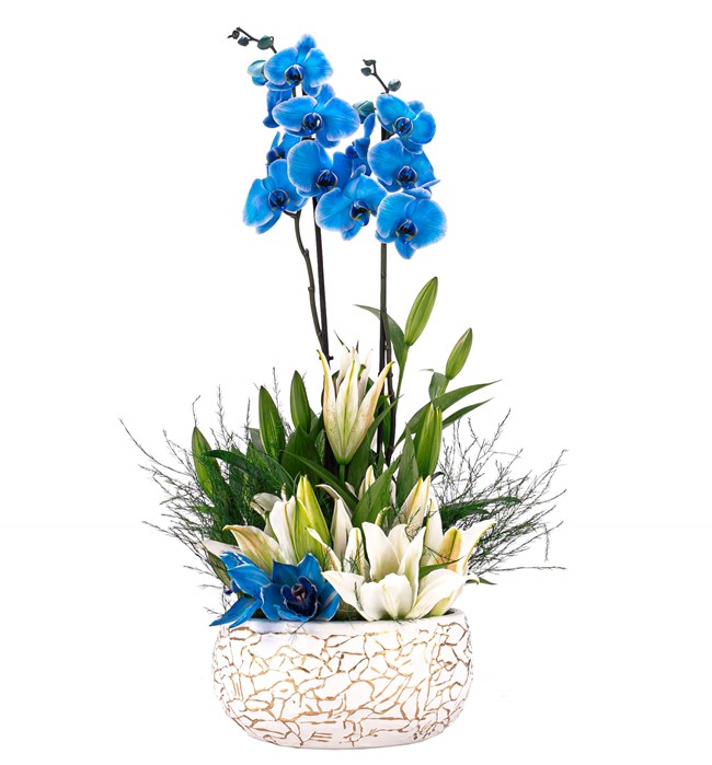 Mavi Orkide Tasarım