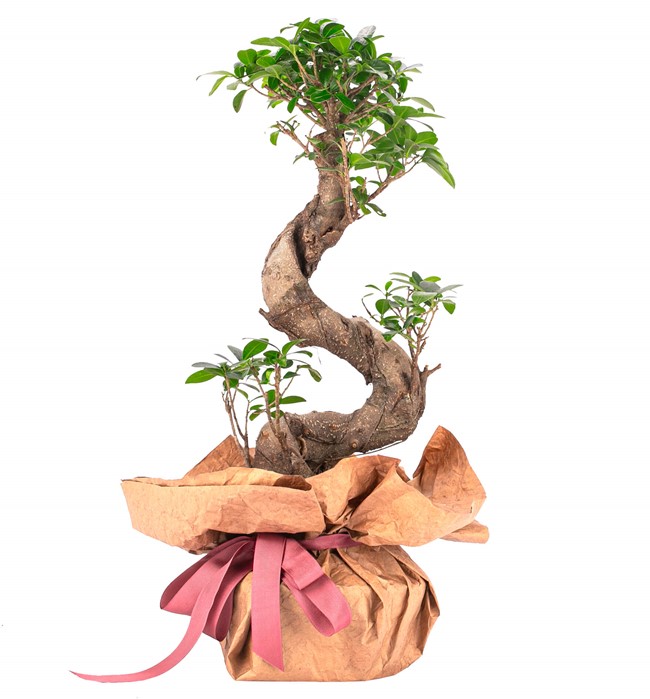 Kraft Serisi - S Gövde Giant Bonsai Tasarım