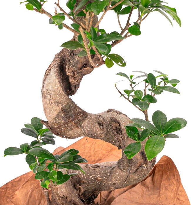 Kraft Serisi - S Gövde Giant Bonsai Tasarım