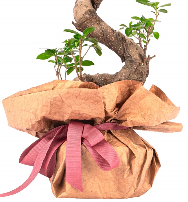 Kraft Serisi - S Gövde Giant Bonsai Tasarım