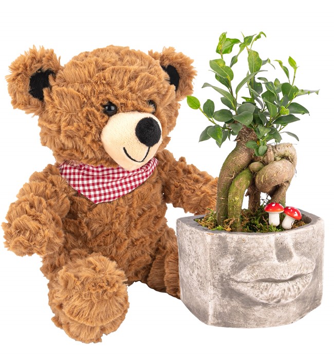 Ayıcıklı Kiss Me Serisi Mini Ficus Ginseng Bonsai Tasarım