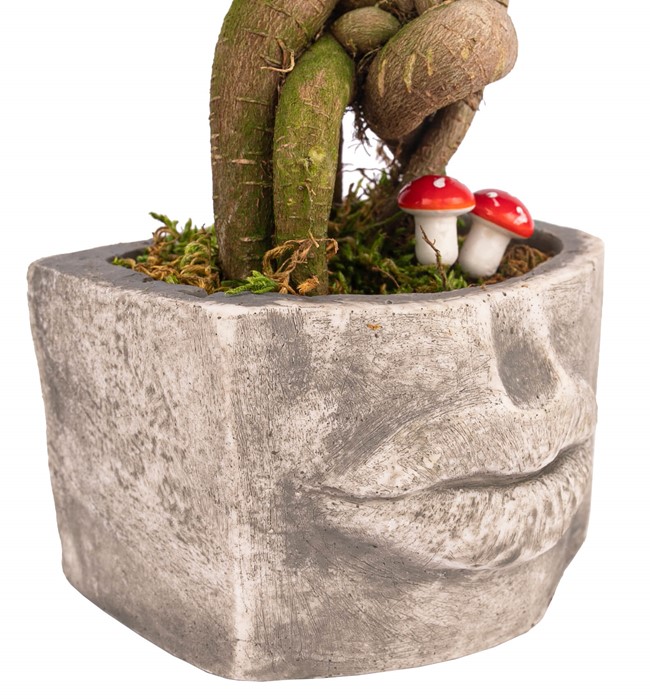 Ayıcıklı Kiss Me Serisi Mini Ficus Ginseng Bonsai Tasarım