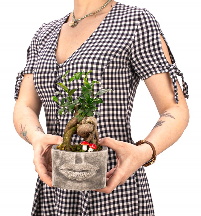 Ayıcıklı Kiss Me Serisi Mini Ficus Ginseng Bonsai Tasarım