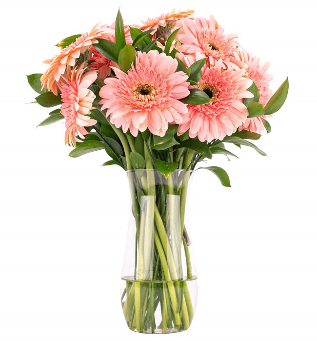 -Pembe Gerbera Aranjmanı