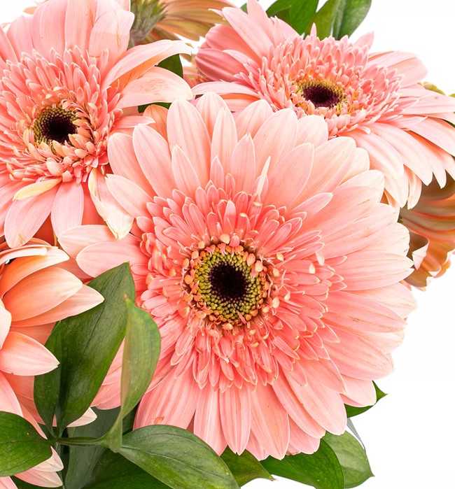 Ayıcıklı  Pembe Gerbera Aranjmanı