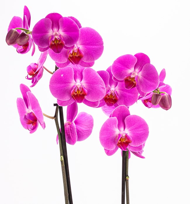 Bakır Serisi Mor Orkide Tasarım