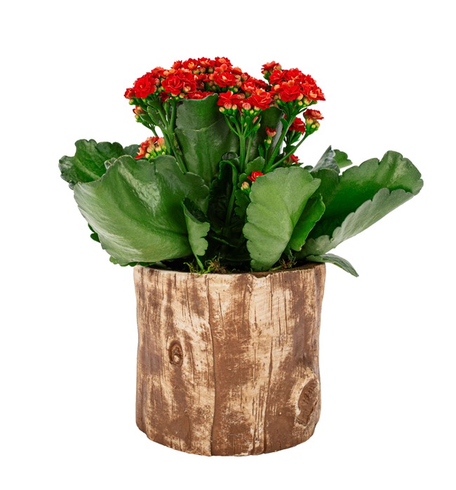 Wooden Serisi Kahve-Kalanchoe Tasarım