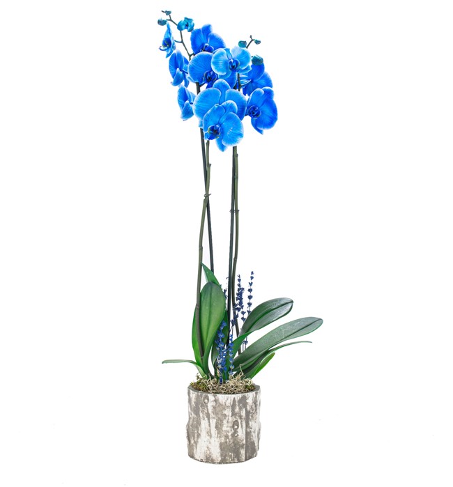 Mavi Orkide Tasarım