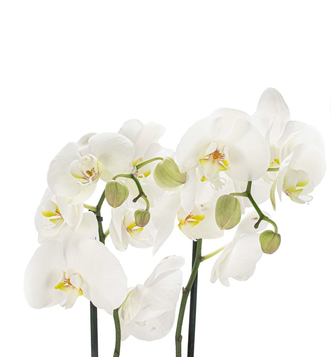 Wooden Serisi Kahve-Orkide Tasarım