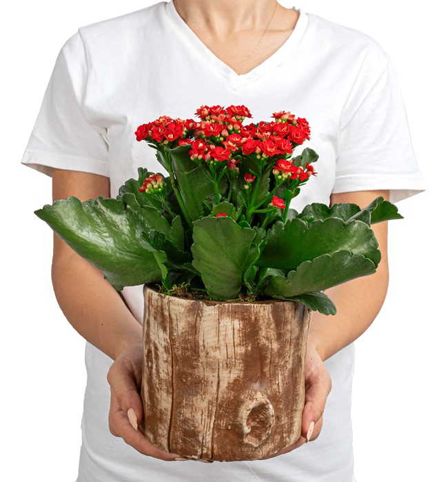 Wooden Serisi Kahve-Kalanchoe Tasarım