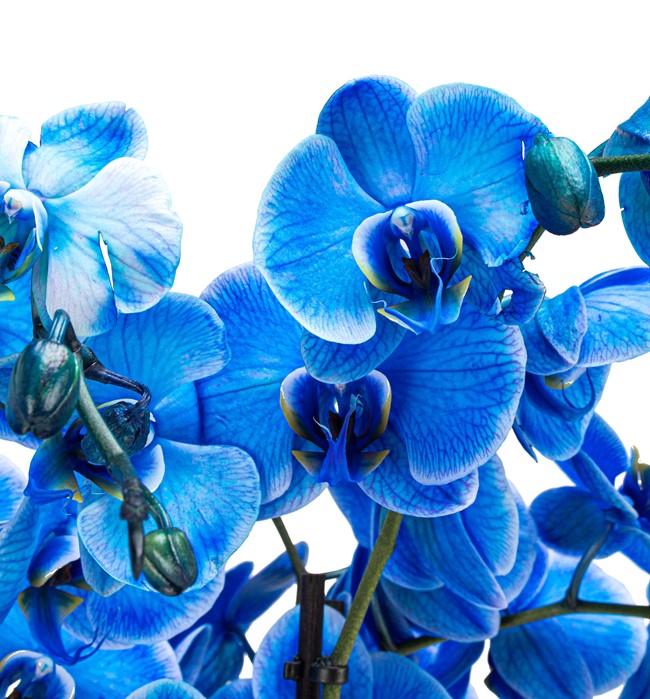 Mavi Orkide